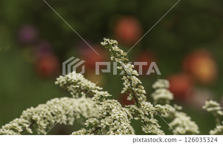 Branches of blooming spirea 126035324