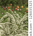Branches of blooming spirea 126035325