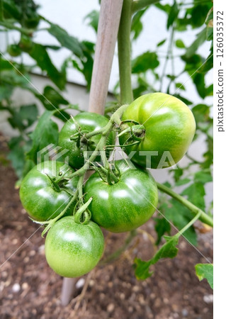 Green cherry tomatoes in a home garden Green cherry tomatoes in a home garden 126035372