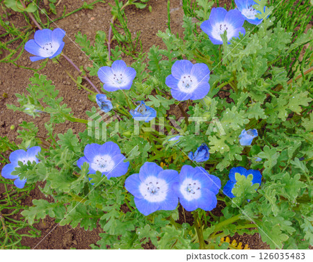 花高景花之丘 粉蝶花 2-18 126035483