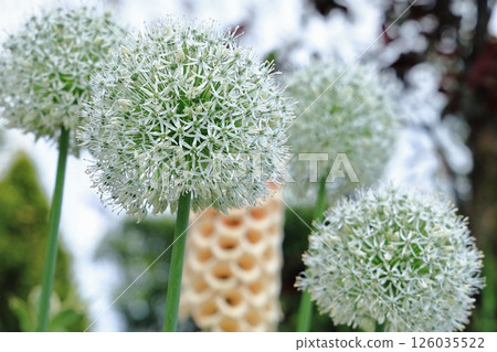 柄蔥 (Allium stipitatum) 是一種園藝植物,可開出大而球形的白色花朵。 柄蔥 (Allium stipitatum) 是一種園藝植物,可開出大而球形的白色花朵。 126035522