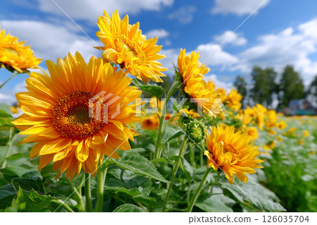 Sunflower fields in full bloom against the blue summer sky 126035704
