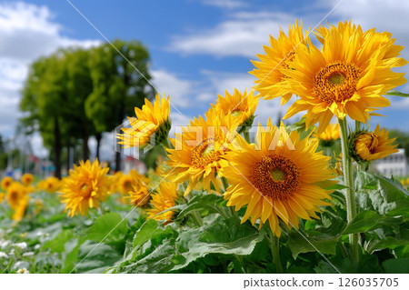 Sunflower fields in full bloom against the blue summer sky 126035705