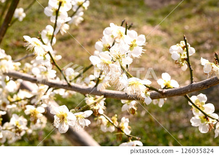 神戶市西區みこじす梅林的梅花節 神戶市西區みこじす梅林的梅花節 126035824