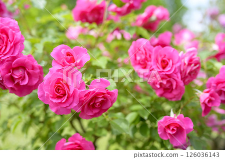 粉紅玫瑰,玫瑰花朵,鮮花,初夏,夏季,素材 粉紅玫瑰,玫瑰花朵,鮮花,初夏,夏季,素材 126036143