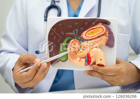 Liver with gallbladder, pancreas spleen and duodenum, Asian doctor holding human anatomy model for study diagnosis and treatment in hospital. 126036206