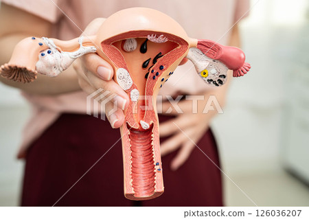 Uterus, Asian, woman holding human anatomy model. Uterus, Asian, woman holding human anatomy model. 126036207