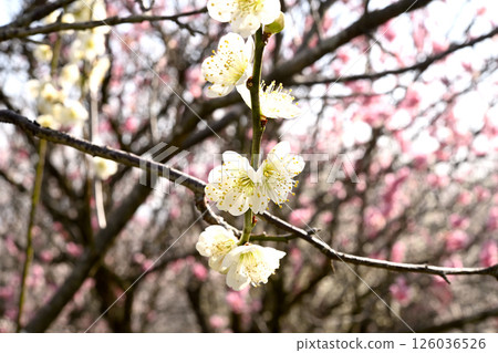 Plum Blossom Festival at Mekkosan Plum Grove in Nishi Ward, Kobe City 126036526