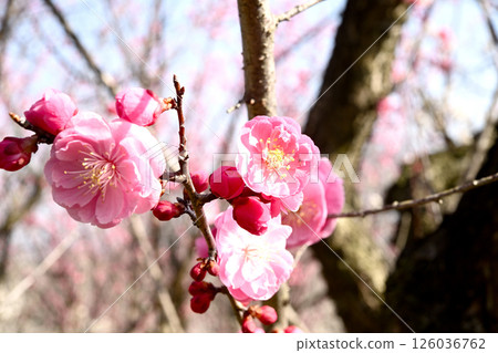 神戶市西區みこじす梅林的梅花節 126036762