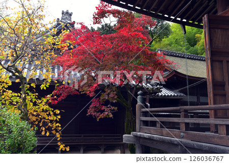 The autumn leaves of Kyoto Yamazaki saint 126036767