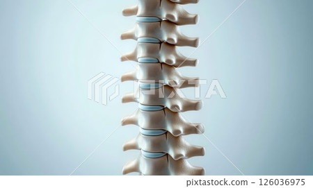 Detailed Anatomical View of Human Spine 126036975