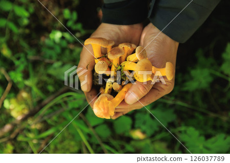 Hands picking chanterelle mushrooms in forest 126037789