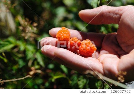 Hand pick wild raspberry in high altitude forest 126037792