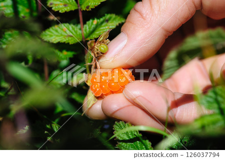 Hand pick wild raspberry in high altitude forest Hand pick wild raspberry in high altitude forest 126037794