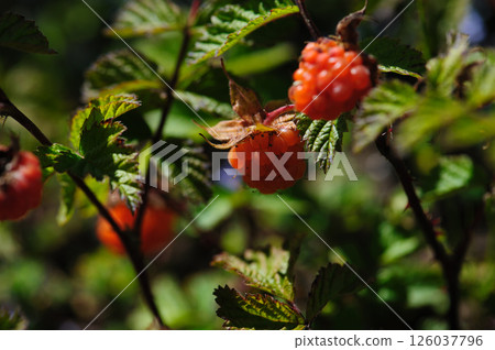 Wild raspberry in high altitude forest Wild raspberry in high altitude forest 126037796