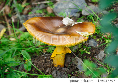 Wild amanita caesarea, orange mushroom edible in forest of China Wild amanita caesarea, orange mushroom edible in forest of China 126037797