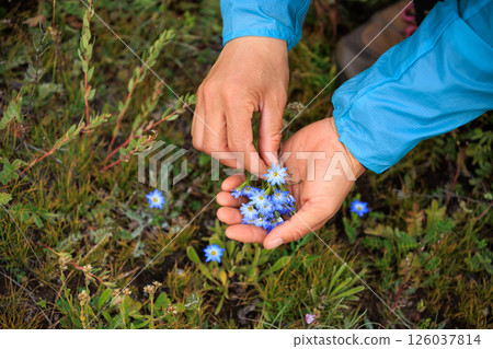Woman hands picking blue wild flowers in grassland Woman hands picking blue wild flowers in grassland 126037814