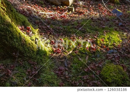 Japanese autumn leaves 126038186