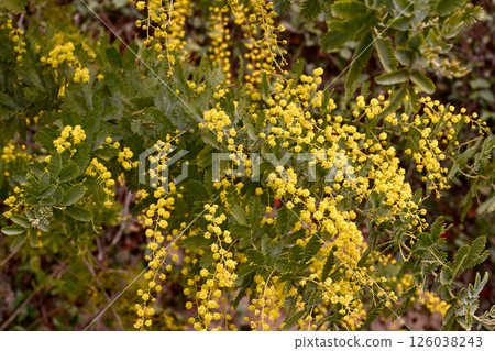 神戶布引香草園的含羞草 126038243