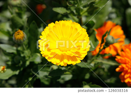 Calendula in full bloom Calendula in full bloom 126038316