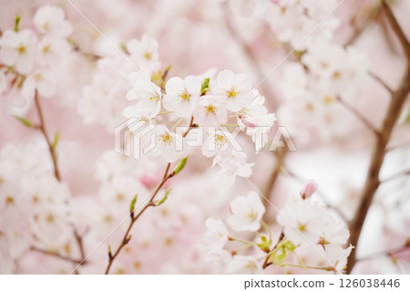 盛開的櫻花 126038446