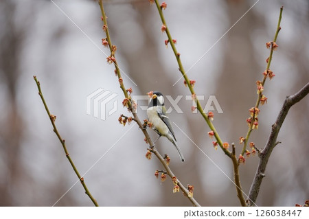 一隻大山雀正在啄食李子 126038447