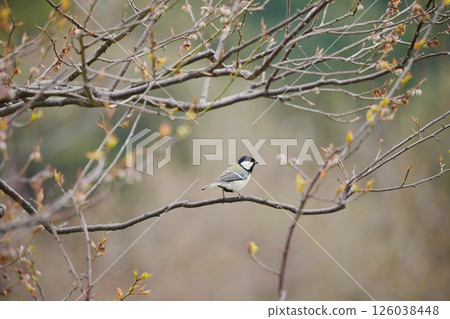 山雀在樹枝上邊緣 126038448