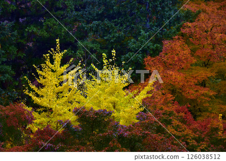 從善寶寺欣賞的秋葉山景 從善寶寺欣賞的秋葉山景 126038512