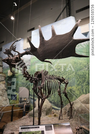 Fossil of Giganteus elk, National Museum of Wales, Cardiff Fossil of Giganteus elk, National Museum of Wales, Cardiff 126038556