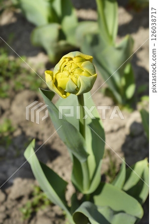 Tulip Yellow Pomponette Tulip Yellow Pomponette 126038717