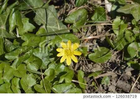 Lesser celandine 126038719