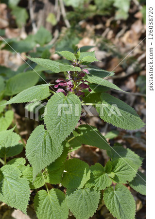 Balm-leaved archangel 126038720