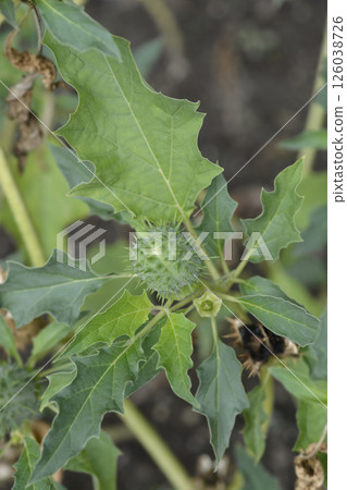 Sacred thorn apple 126038726