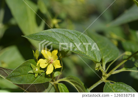 Fringed loosestrife 126038758