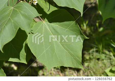 Yellow catalpa 126038762