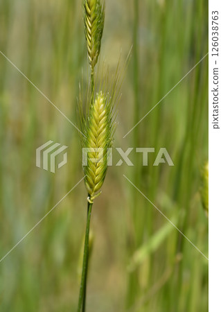 Sinskaya wheat Sinskaya wheat 126038763