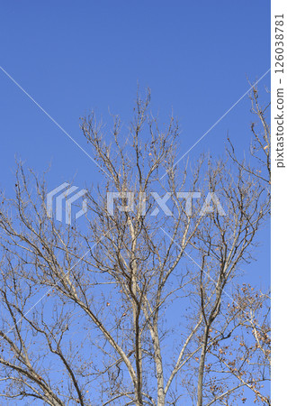 London plane London plane 126038781