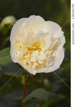 Camellia Brushfields Yellow 126038785