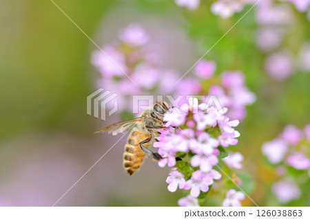 Honeybee x Thyme Honeybee x Thyme 126038863