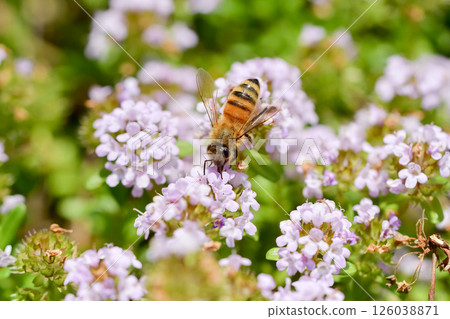 Honeybee x Thyme 126038871