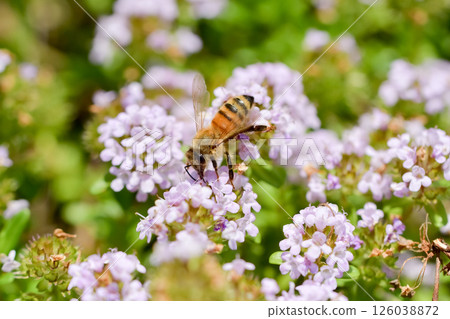 Honeybee x Thyme 126038872