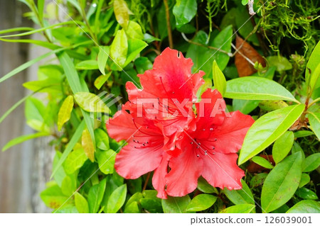 深紅杜鵑花 126039001