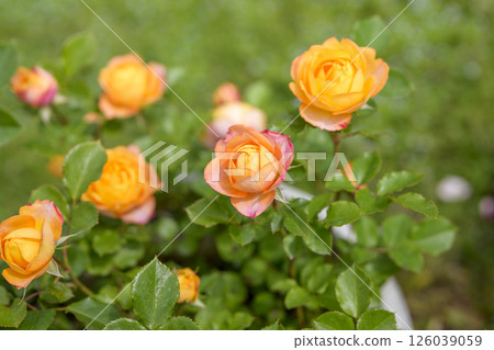 Orange roses, rose flowers, flowers, early summer, summer, material Orange roses, rose flowers, flowers, early summer, summer, material 126039059