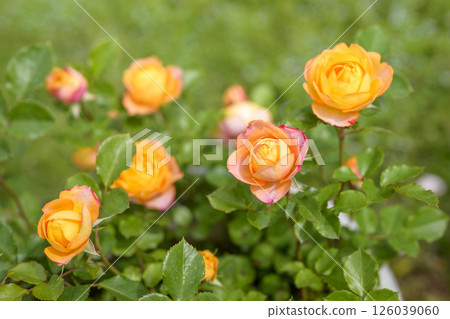 橙色玫瑰,玫瑰花,鮮花,初夏,夏季,材料 橙色玫瑰,玫瑰花,鮮花,初夏,夏季,材料 126039060