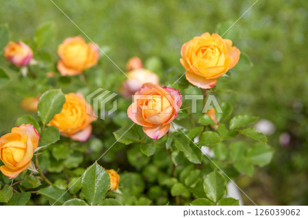 橙色玫瑰,玫瑰花,鮮花,初夏,夏季,材料 橙色玫瑰,玫瑰花,鮮花,初夏,夏季,材料 126039062