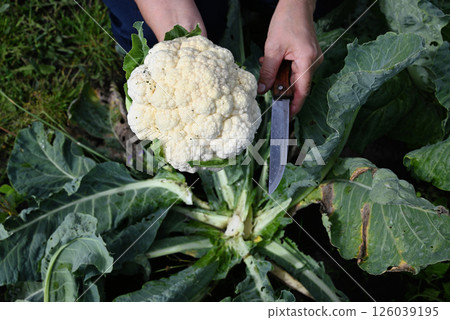 Harvesting fresh cauliflower in a backyard garden during late summer, highlighting the joy of home gardening and sustainable food practices Harvesting fresh cauliflower in a backyard garden during late summer, highlighting the joy of home gardening and sustainable food practices 126039195