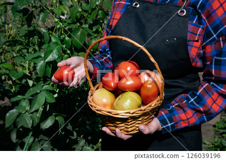 Woman holding a basket of fresh tomatoes and apples in a sunny garden during harvest season 126039196