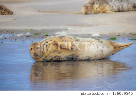 Eierland, De Cocksdorp, Texel, The Netherlands, Oktober 28th, 2024, A resting seal can often be 126039540