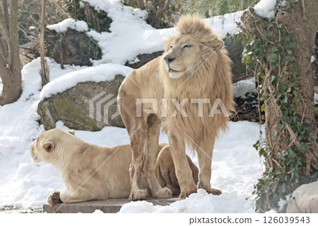 白獅子 126039543