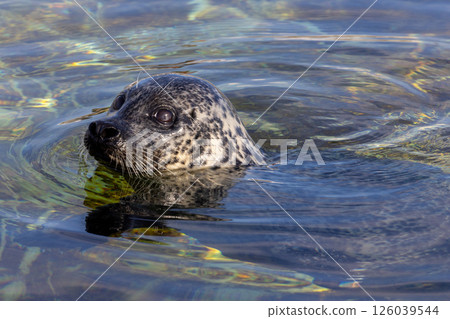 Witness the exciting moment of a curious seal happily swimming in the clear blue waters 126039544